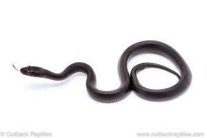 Olive house snake for sale