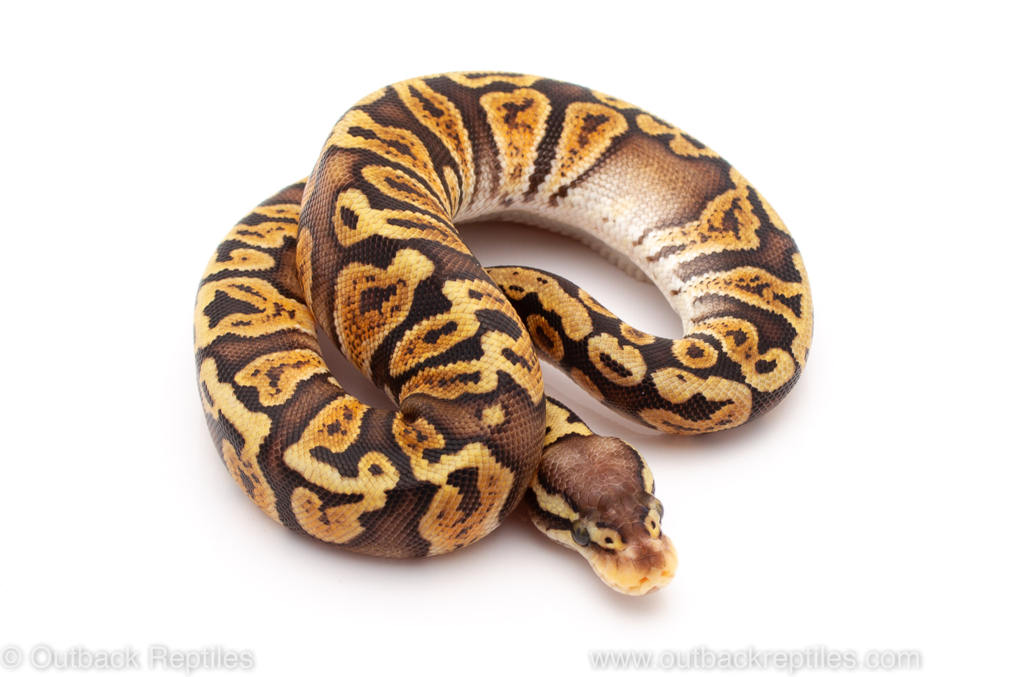 pastel GHI ball python for sale