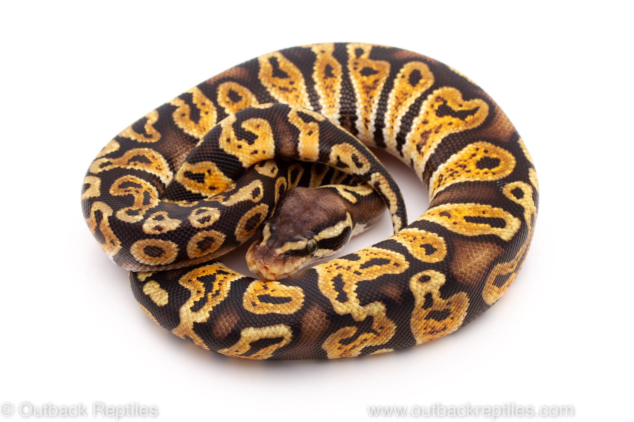 pastel GHI ball python for sale