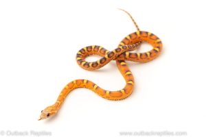 Scaleless corn snake for sale