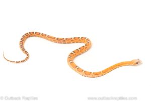 Scaleless corn snake for sale