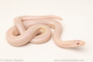 limburg snow rosy boa for sale