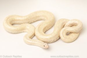 limburg snow rosy boas for sale