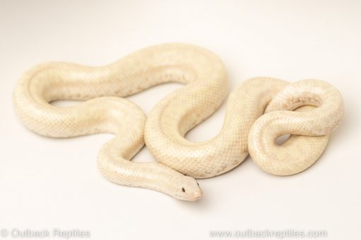 limburg snow rosy boas for sale