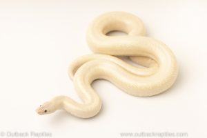 limburg snow rosy boas for sale