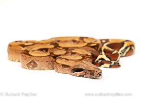 suriname redtail boa for sale