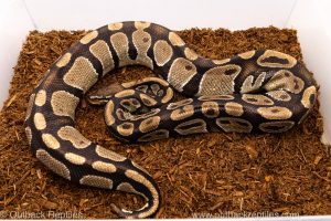 Volta Ball Python for sale