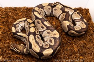 Volta Ball Python for sale