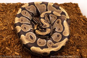 Volta Ball Python for sale