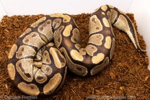 Volta Ball Python for sale