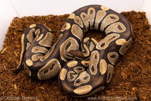 Volta Ball Python for sale