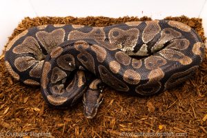 Volta Ball Python for sale