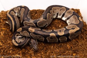 Volta Ball Python for sale