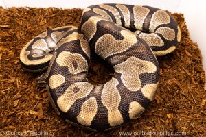 Volta Ball Python for sale