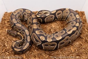 African import Wild caught gravid ball python for sale