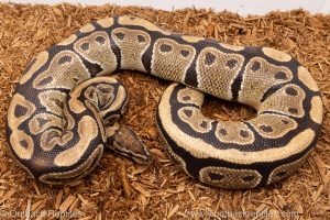 African import Wild caught gravid ball python for sale