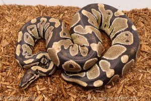 African import Wild caught gravid ball python for sale