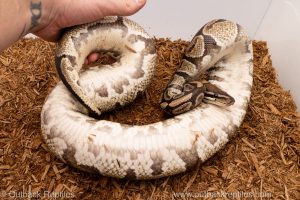 African import Wild caught gravid ball python for sale