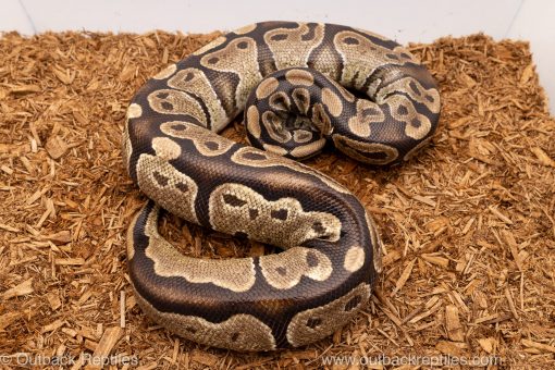 African import Wild caught gravid ball python for sale