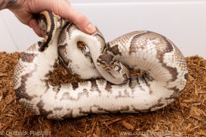 African import Wild caught gravid ball python for sale