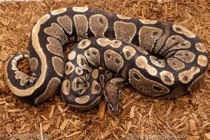 African import Wild caught gravid ball python for sale