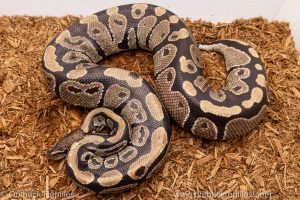African import Wild caught gravid ball python for sale