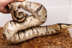 African import Wild caught gravid ball python for sale