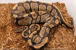 African import Wild caught gravid ball python for sale