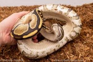 African import Wild caught gravid ball python for sale