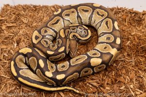 African import Wild caught gravid ball python for sale