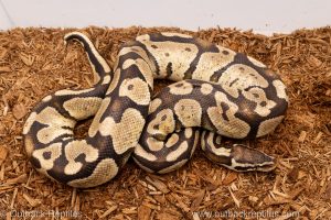 Wild caught morph ball python for sale