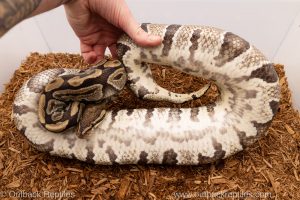 African import Wild caught gravid ball python for sale