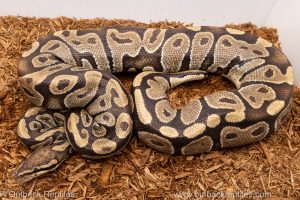 African import Wild caught gravid ball python for sale