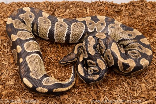 African import Wild caught gravid ball python for sale