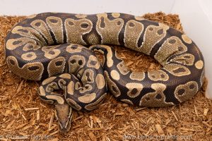 African import Wild caught gravid ball python for sale