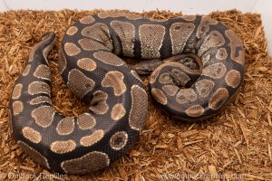 African import Wild caught gravid ball python for sale