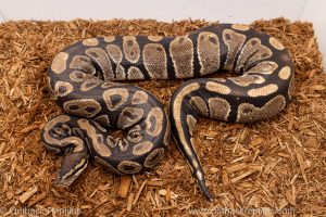 African import Wild caught gravid ball python for sale