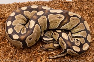 African import Wild caught gravid ball python for sale