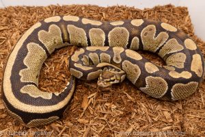African import Wild caught gravid ball python for sale