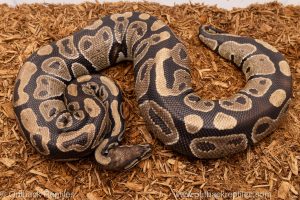 African import Wild caught gravid ball python for sale