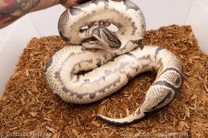 African import Wild caught gravid ball python for sale