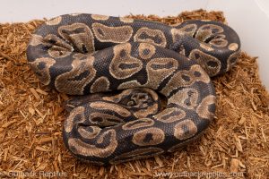 African import Wild caught gravid ball python for sale