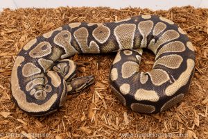 African import Wild caught gravid ball python for sale