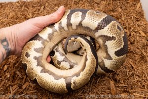 African import Wild caught gravid ball python for sale