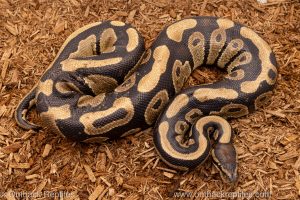 African import Wild caught gravid ball python for sale