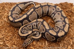 African import Wild caught gravid ball python for sale