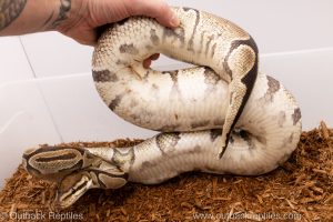 African import Wild caught gravid ball python for sale