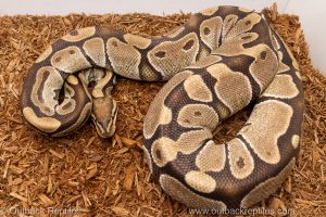 African import Wild caught gravid ball python for sale