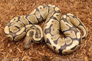 Wild caught morph ball python for sale