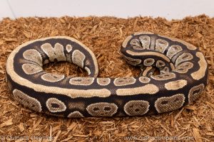 African import Wild caught gravid ball python for sale